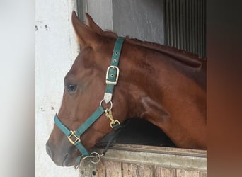 American Quarter Horse, Mare, 2 years, 14.2 hh, Chestnut
