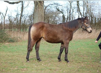 American Quarter Horse Mix, Mare, 2 years, 14.2 hh, Dun
