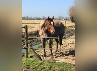 American Quarter Horse, Mare, 2 years, 14.2 hh, Gray-Red-Tan