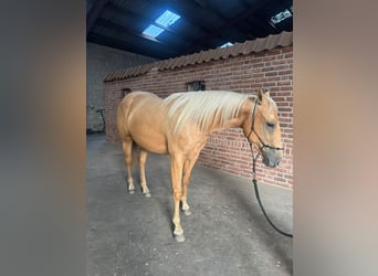 American Quarter Horse, Mare, 2 years, 14.2 hh, Palomino