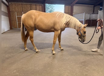 American Quarter Horse, Mare, 2 years, 14.2 hh, Palomino