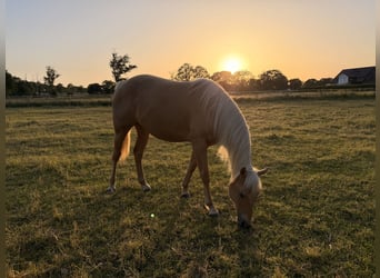 American Quarter Horse, Mare, 2 years, 14.2 hh, Palomino