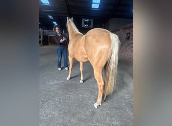 American Quarter Horse, Mare, 2 years, 14.2 hh, Palomino