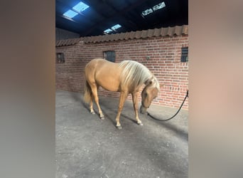 American Quarter Horse, Mare, 2 years, 14.2 hh, Palomino
