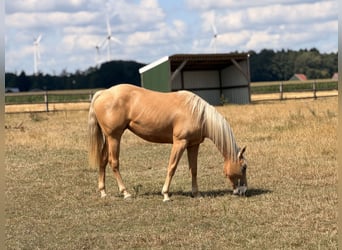 American Quarter Horse, Mare, 2 years, 14.2 hh, Palomino
