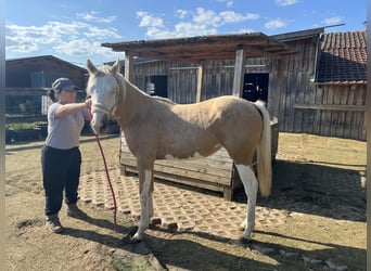 American Quarter Horse, Mare, 2 years, 14.2 hh, Palomino