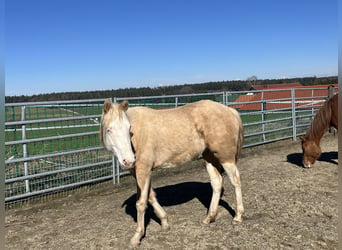 American Quarter Horse, Mare, 2 years, 14.2 hh, Palomino