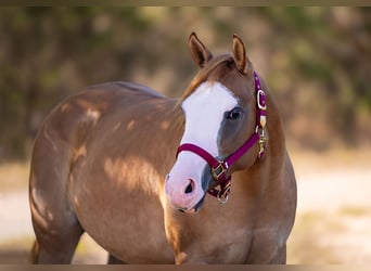 American Quarter Horse, Mare, 2 years, 14.2 hh, Red Dun