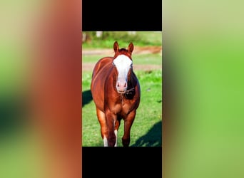 American Quarter Horse, Mare, 2 years, 14.2 hh, Red Dun