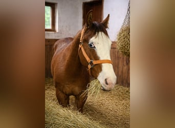 American Quarter Horse, Mare, 2 years, 14.2 hh, Red Dun