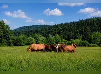 American Quarter Horse, Mare, 2 years, 14.2 hh, Red Dun