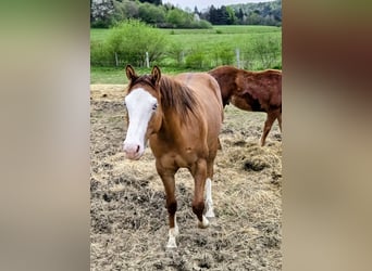 American Quarter Horse, Mare, 2 years, 14.2 hh, Red Dun