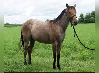 American Quarter Horse, Mare, 2 years, 14.2 hh, Roan-Bay