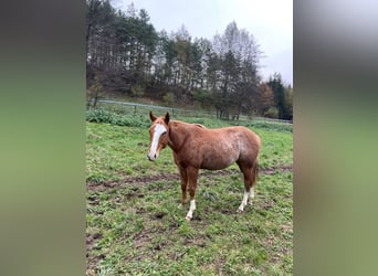 American Quarter Horse, Mare, 2 years, 14,2 hh, Roan-Red