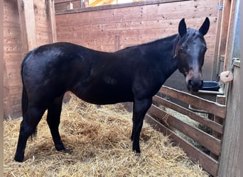 American Quarter Horse, Mare, 2 years, 14.2 hh, Smoky-Black