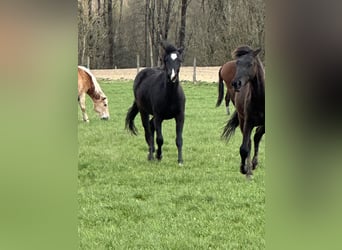 American Quarter Horse Mix, Mare, 2 years, 14.2 hh, Smoky-Black