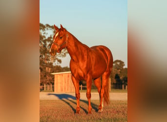 American Quarter Horse, Stute, 2 Jahre, 14,2 hh, Rotfuchs