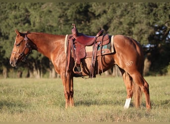 American Quarter Horse, Stute, 2 Jahre, 14,2 hh, Rotfuchs