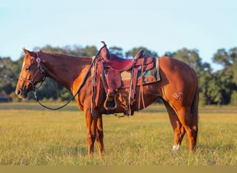 American Quarter Horse, Stute, 2 Jahre, 14,2 hh, Rotfuchs