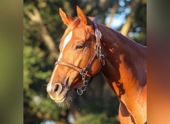 American Quarter Horse, Stute, 2 Jahre, 14,2 hh, Rotfuchs