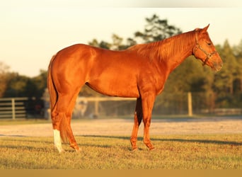 American Quarter Horse, Stute, 2 Jahre, 14,2 hh, Rotfuchs