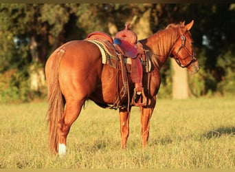 American Quarter Horse, Stute, 2 Jahre, 14,2 hh, Rotfuchs