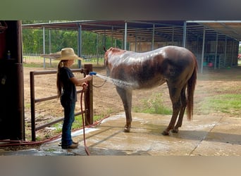 American Quarter Horse, Stute, 2 Jahre, 14,2 hh, Rotfuchs