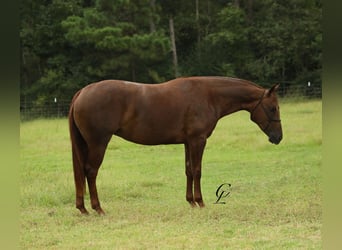 American Quarter Horse, Stute, 2 Jahre, 14,2 hh, Rotfuchs