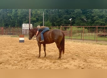 American Quarter Horse, Stute, 2 Jahre, 14,2 hh, Rotfuchs