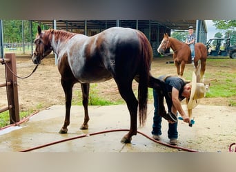 American Quarter Horse, Stute, 2 Jahre, 14,2 hh, Rotfuchs