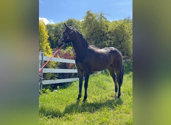 American Quarter Horse Mix, Mare, 2 years, 14.3 hh, Bay-Dark