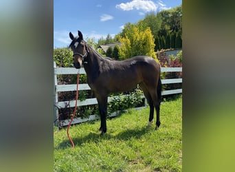 American Quarter Horse Mix, Mare, 2 years, 14.3 hh, Bay-Dark