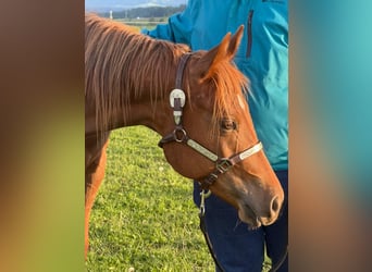 American Quarter Horse, Mare, 2 years, 14.3 hh, Chestnut-Red