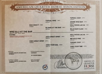 American Quarter Horse, Mare, 2 years, 14.3 hh, Chestnut