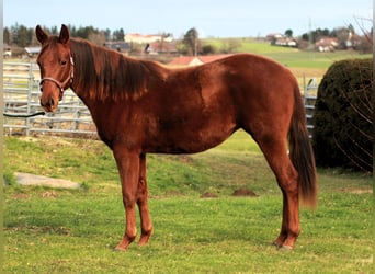 American Quarter Horse, Mare, 2 years, 14.3 hh, Chestnut