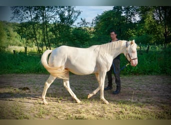 American Quarter Horse, Mare, 2 years, 14.3 hh, Cremello