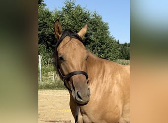 American Quarter Horse, Mare, 2 years, 14.3 hh, Dun