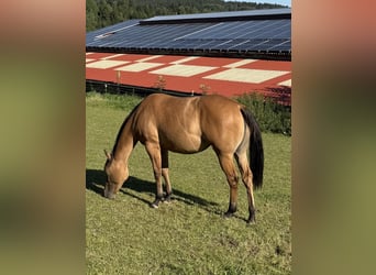 American Quarter Horse, Mare, 2 years, 14.3 hh, Dun