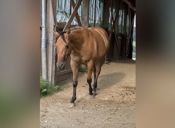 American Quarter Horse, Mare, 2 years, 14.3 hh, Dun