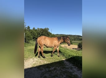 American Quarter Horse, Mare, 2 years, 14.3 hh, Dun