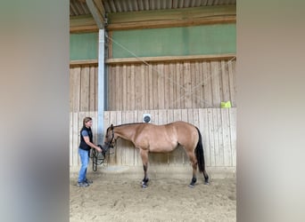 American Quarter Horse, Mare, 2 years, 14.3 hh, Dun
