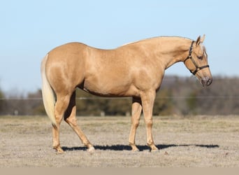 American Quarter Horse, Mare, 2 years, 14.3 hh, Palomino