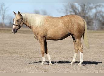 American Quarter Horse, Mare, 2 years, 14.3 hh, Palomino