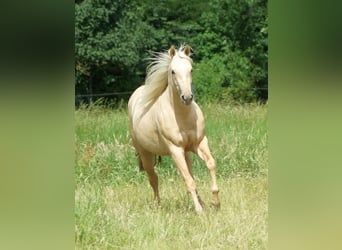 American Quarter Horse, Mare, 2 years, 14.3 hh, Palomino