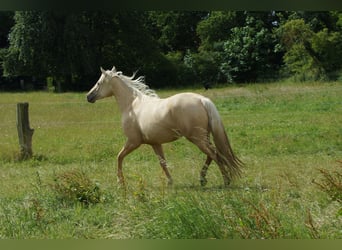 American Quarter Horse, Mare, 2 years, 14.3 hh, Palomino