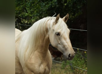 American Quarter Horse, Mare, 2 years, 14.3 hh, Palomino