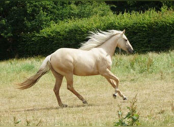 American Quarter Horse, Mare, 2 years, 14.3 hh, Palomino