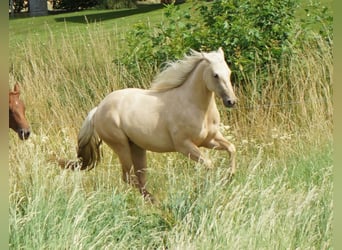 American Quarter Horse, Mare, 2 years, 14.3 hh, Palomino