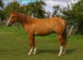 American Quarter Horse, Mare, 2 years, 14.3 hh, Red Dun