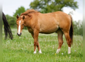 American Quarter Horse, Mare, 2 years, 14.3 hh, Red Dun
